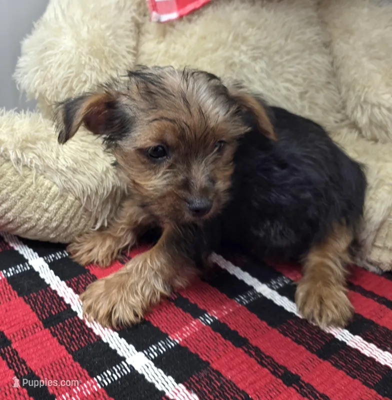 nugget – Yorkshire Terrier puppy for sale in Donnellson, IA