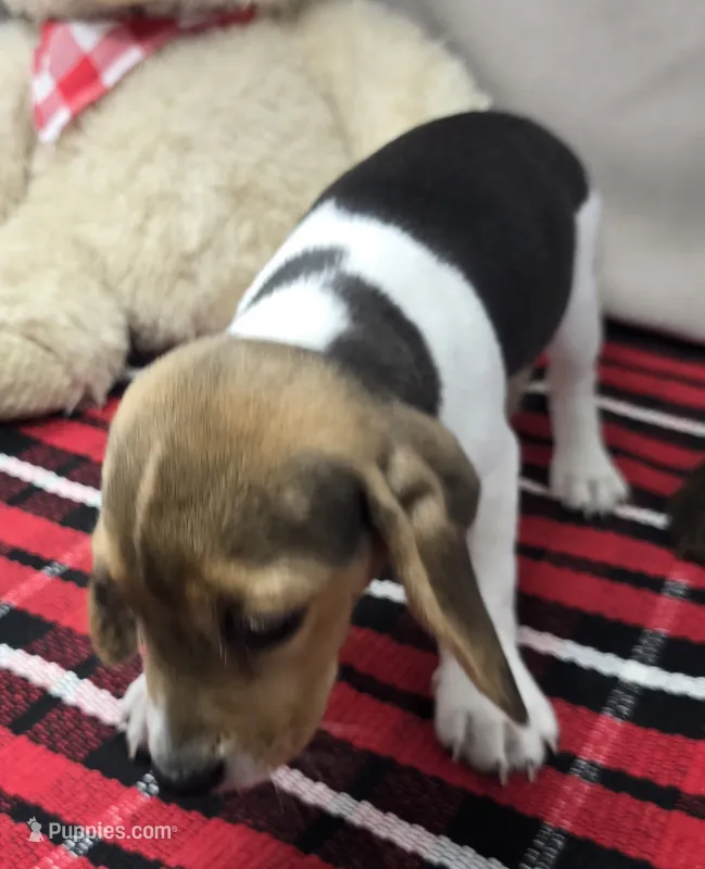 randy – Beagle puppy for sale in Donnellson, IA