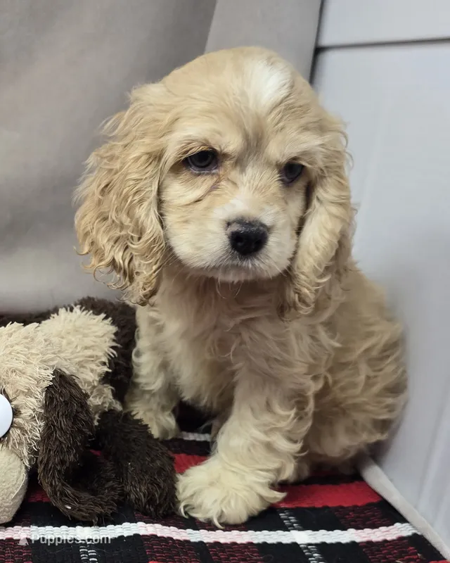 clayboy – Cocker Spaniel puppy for sale in Donnellson, IA