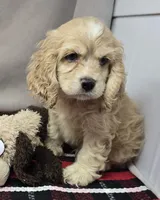 clayboy, a male Cocker Spaniel for sale in Donnellson, IA – 1 of 4