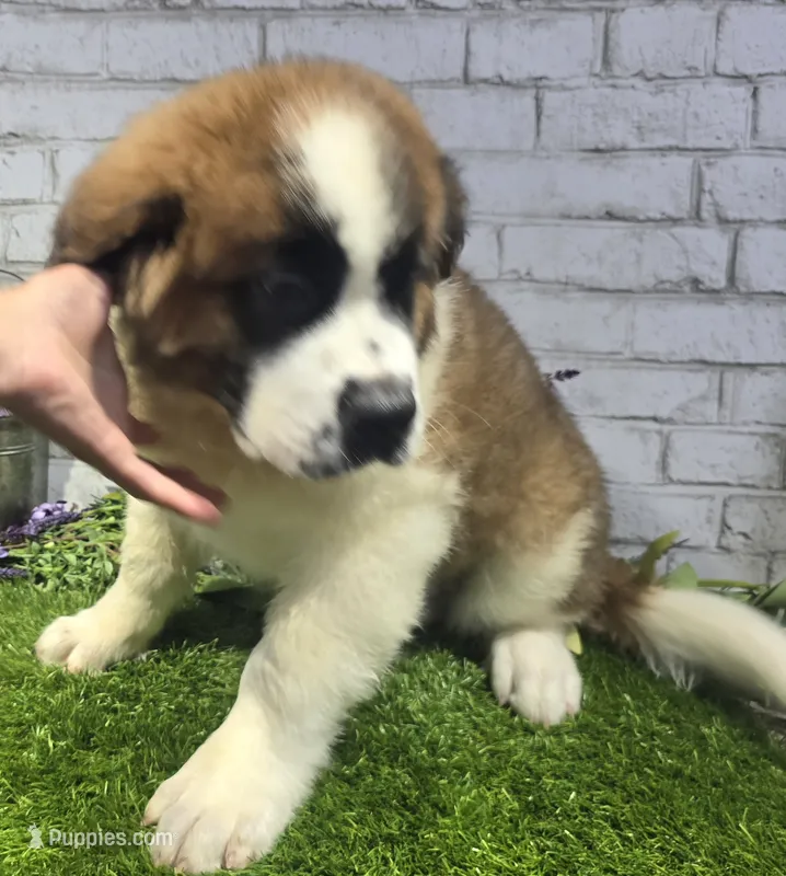 marshal – Saint Bernard puppy for sale in Donnellson, IA
