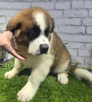 marshal, a male Saint Bernard for sale in Donnellson, IA – 1 of 6