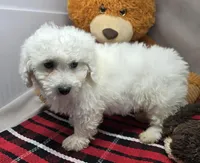 processed/03c23cfd-7357-4450-a9f0-8e1e43f6b93c/listing/0b63403d-eb38-4f0b-a43e-d20e37f70603/10bcab19-e9a7-4fc3-9956-3aab6bdde390