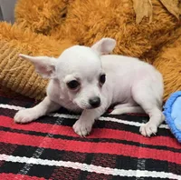 pinto, a male Chihuahua for sale in Donnellson, IA – 2 of 4