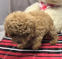 mercer, a male Poodle - Toy  for sale in Donnellson, IA – 2 of 4