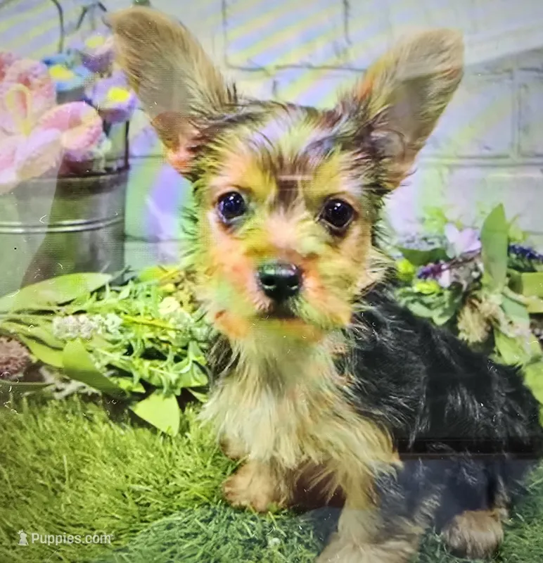 sam – Yorkshire Terrier puppy for sale in Donnellson, IA