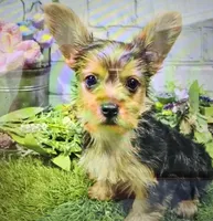sam, a male Yorkshire Terrier for sale in Donnellson, IA – 1 of 1