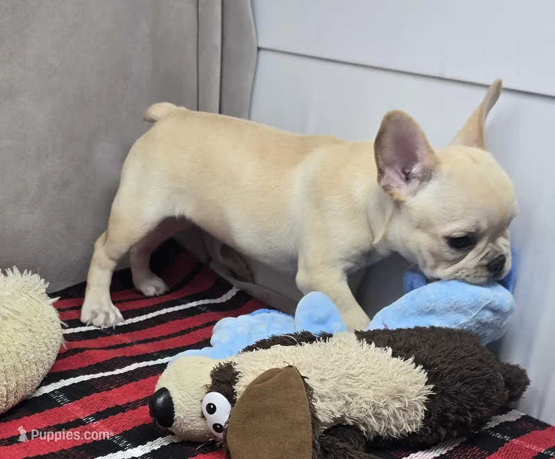 monica – French Bulldog puppy for sale in Donnellson, IA