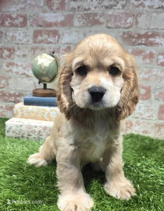 brock, a male Cockapoo for sale in Donnellson, IA – 1 of 5