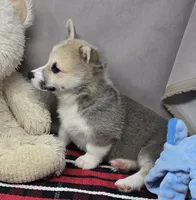 marty, a male Pembroke Welsh Corgi for sale in Donnellson, IA – 1 of 4