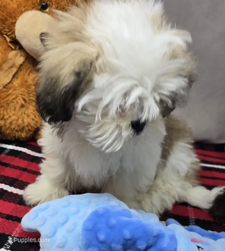 mike – Lhasa Apso puppy for sale in Donnellson, IA