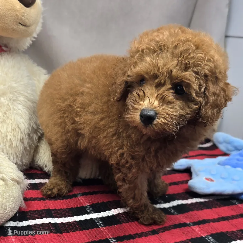 max – Poodle - Miniature  puppy for sale in Donnellson, IA