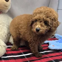 max, a male Poodle - Miniature  for sale in Donnellson, IA – 1 of 4