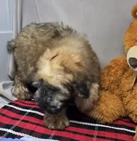 sophie, a female Soft Coated Wheaten Terrier for sale in Donnellson, IA – 4 of 5