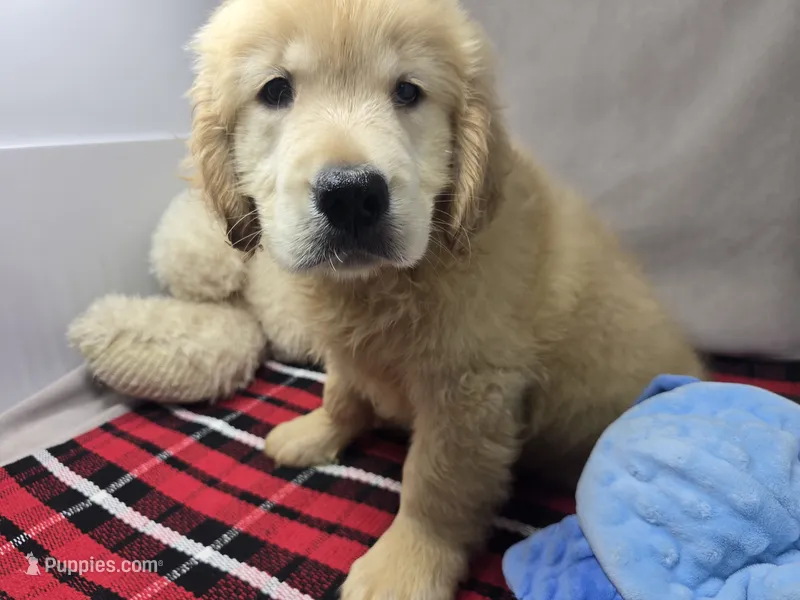 gayle – Golden Retriever puppy for sale in Donnellson, IA
