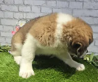 marshal, a male Saint Bernard for sale in Donnellson, IA – 5 of 6