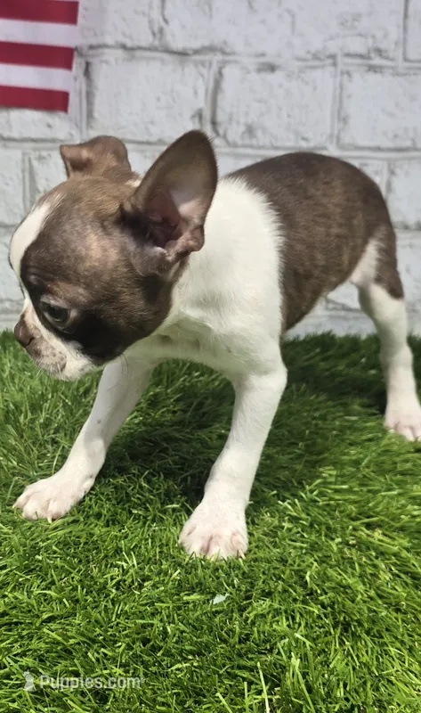 burt – Boston Terrier puppy for sale in Donnellson, IA