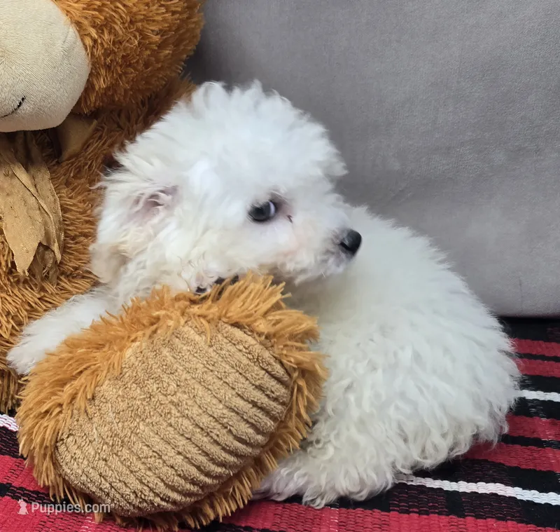 cameran – Bichon Frise puppy for sale in Donnellson, IA