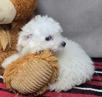 cameran, a male Bichon Frise for sale in Donnellson, IA – 4 of 4