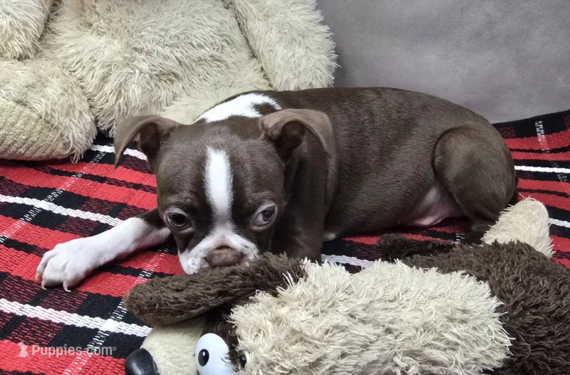 mike – Boston Terrier puppy for sale in Donnellson, IA