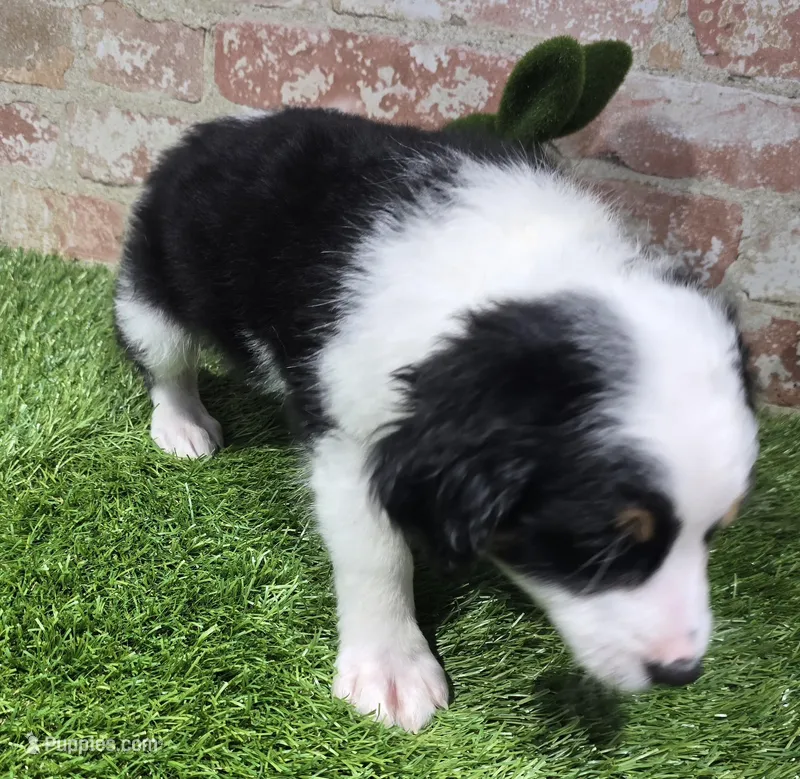 misfit – Bernedoodle puppy for sale in Donnellson, IA