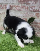 misfit, a male Bernedoodle for sale in Donnellson, IA – Photo 4 of 5