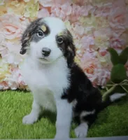 misfit, a male Bernedoodle for sale in Donnellson, IA – Photo 5 of 5