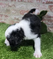 misfit, a male Bernedoodle for sale in Donnellson, IA – Photo 3 of 5