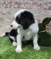 misfit, a male Bernedoodle for sale in Donnellson, IA – Photo 2 of 5