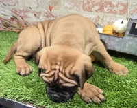 tildy, a female Bullmastiff for sale in Donnellson, IA – 3 of 6