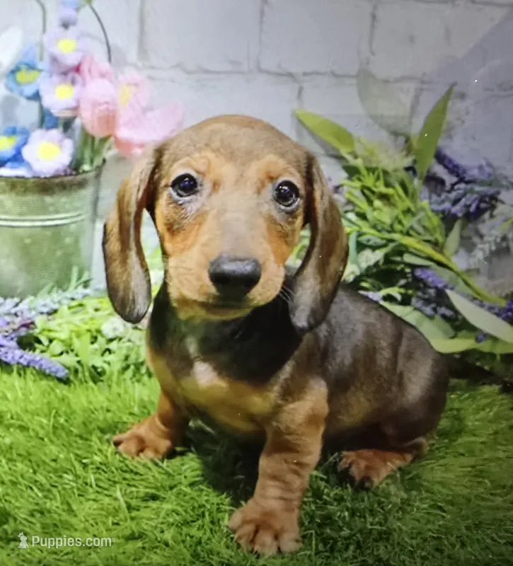fritz – Dachshund puppy for sale in Donnellson, IA
