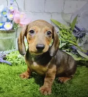 fritz, a male Dachshund for sale in Donnellson, IA – 1 of 1