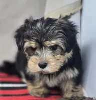 ben, a male Morkie for sale in Donnellson, IA – 5 of 6