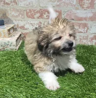 ollie, a male Havanese and Pomeranian for sale in Donnellson, IA – 2 of 5