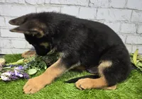 preppy, a male German Shepherd Dog for sale in Donnellson, IA – 5 of 5