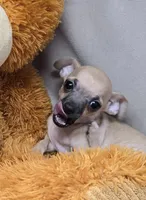 reggie, a male Chihuahua for sale in Donnellson, IA – 3 of 6