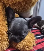 barbie, a female French Bulldog for sale in Donnellson, IA – Photo 3 of 3