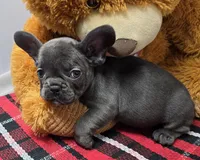 barbie, a female French Bulldog for sale in Donnellson, IA – Photo 1 of 3