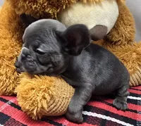 barbie, a female French Bulldog for sale in Donnellson, IA – Photo 2 of 3