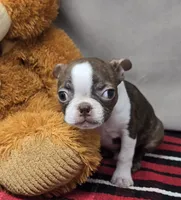 bosco, a male Boston Terrier for sale in Donnellson, IA – 4 of 5