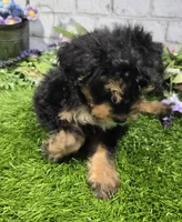 mary, a female Miniature Bernedoodle for sale in Donnellson, IA – 3 of 4