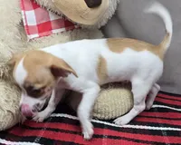 morry, a male Chihuahua for sale in Donnellson, IA – 4 of 8