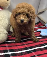 max, a male Poodle - Miniature  for sale in Donnellson, IA – 3 of 4