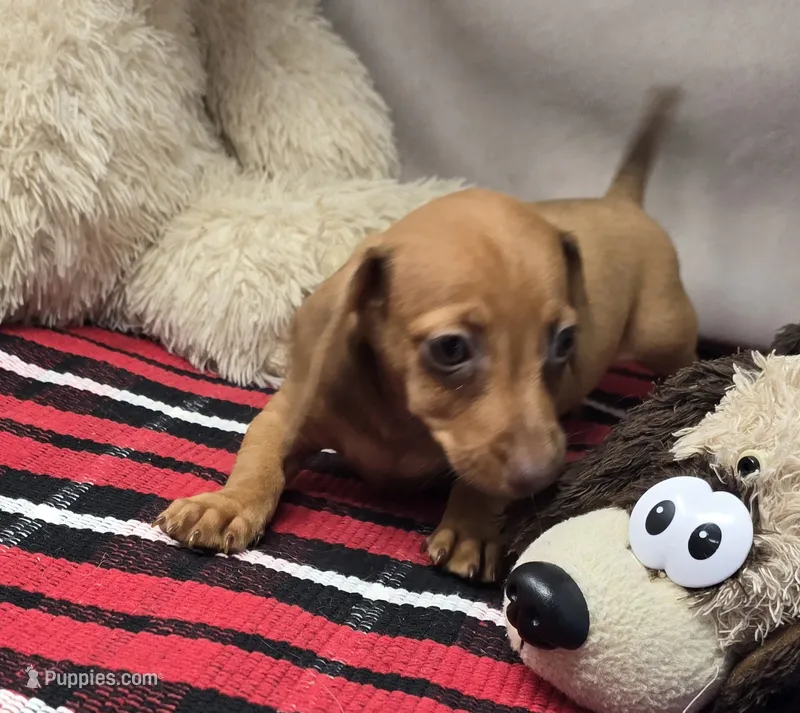 angel – Dachshund puppy for sale in Donnellson, IA
