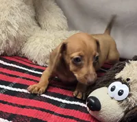 angel, a female Dachshund for sale in Donnellson, IA – 2 of 4