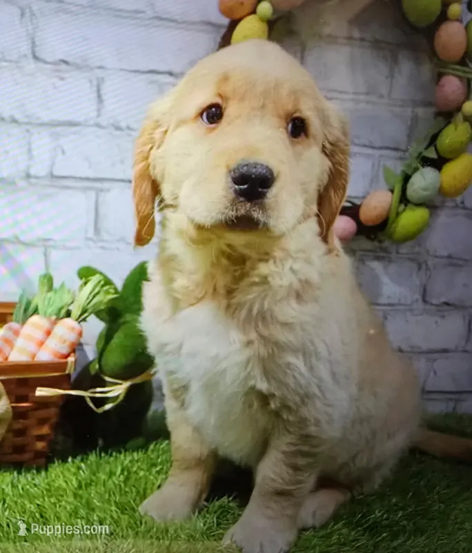 bobby – Golden Retriever puppy for sale in Donnellson, IA