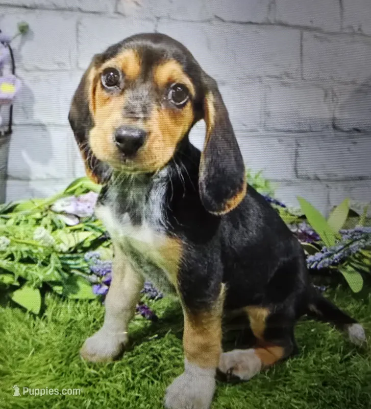 brenda – Beagle puppy for sale in Donnellson, IA