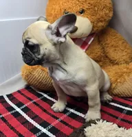 robert, a male French Bulldog for sale in Donnellson, IA – Photo 2 of 8