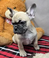 robert, a male French Bulldog for sale in Donnellson, IA – Photo 1 of 8