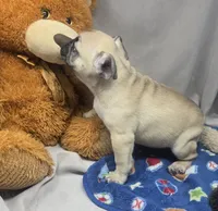 robert, a male French Bulldog for sale in Donnellson, IA – Photo 6 of 8